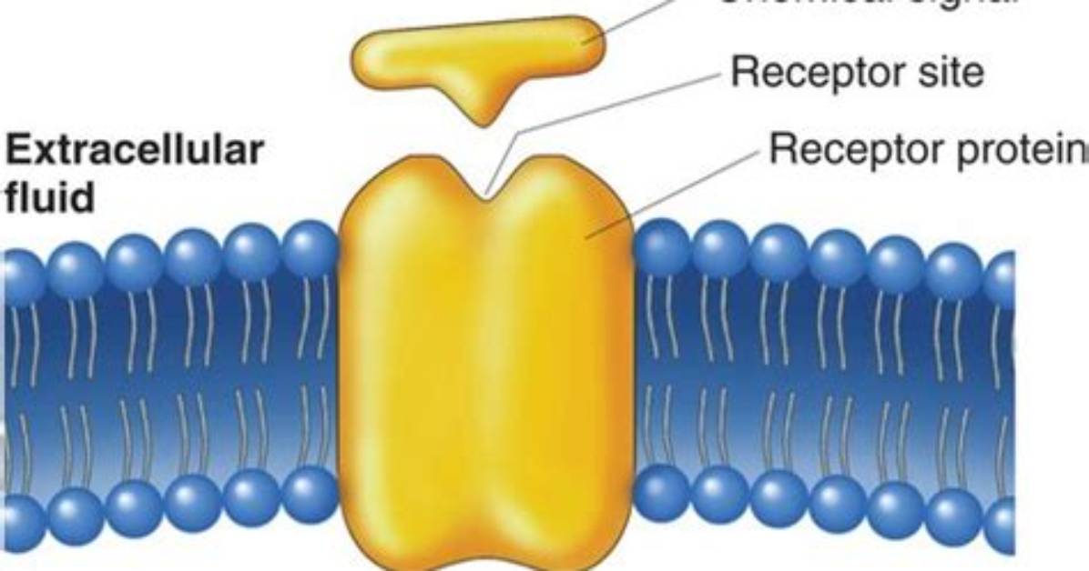 How Does a Receptor in the Membrane Transmit a Message to the Cell