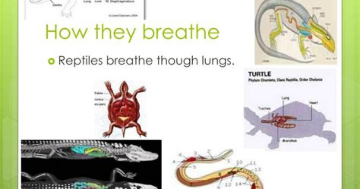 How Does a Reptile Breathe