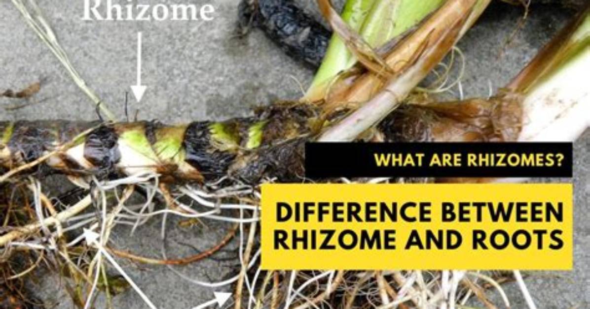 How Does a Rhizomorph Work?