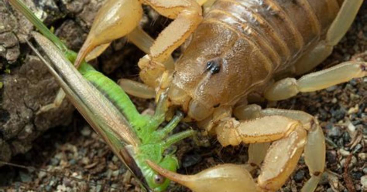 How Does a Scorpion Eat Its Prey?