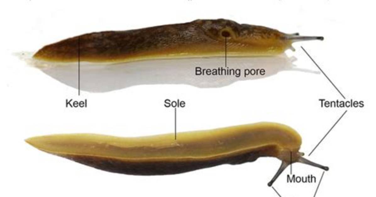 How Does a Slug Breathe