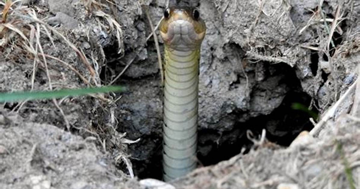 How Does a Snake Dig a Hole
