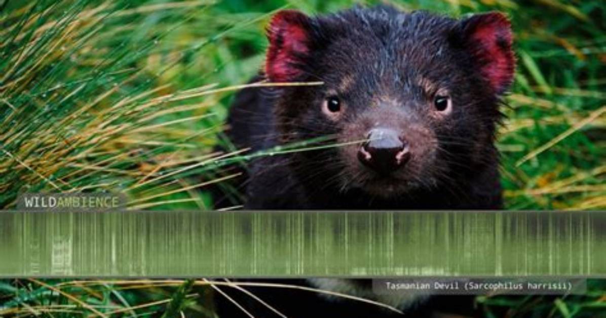 How Does a Tasmanian Devil Sound