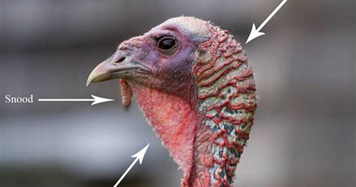 How Does a Turkey Get Its Food
