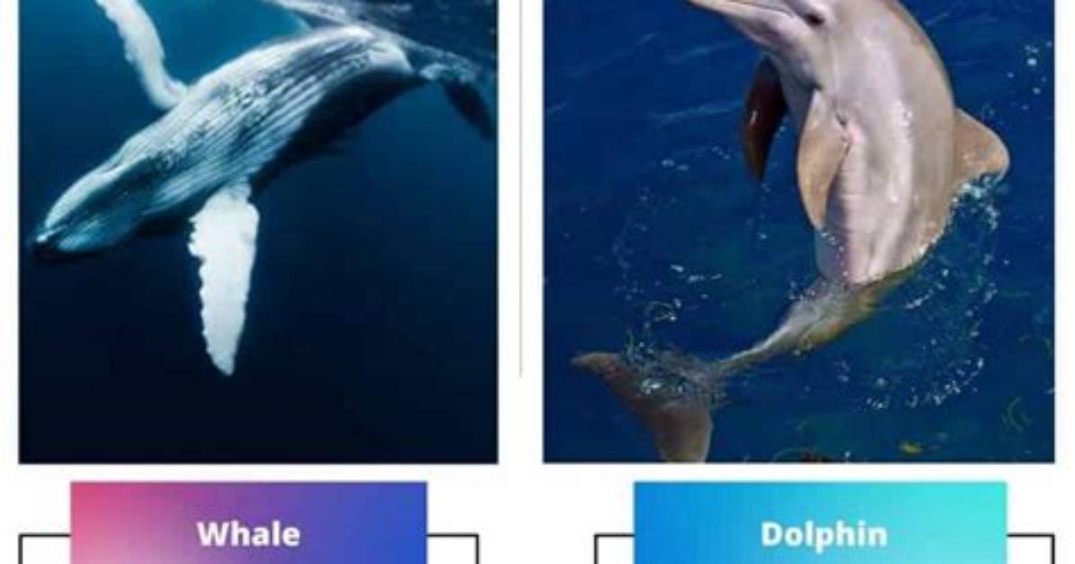 How Does a Whale or Dolphin Adapt to Its Environment