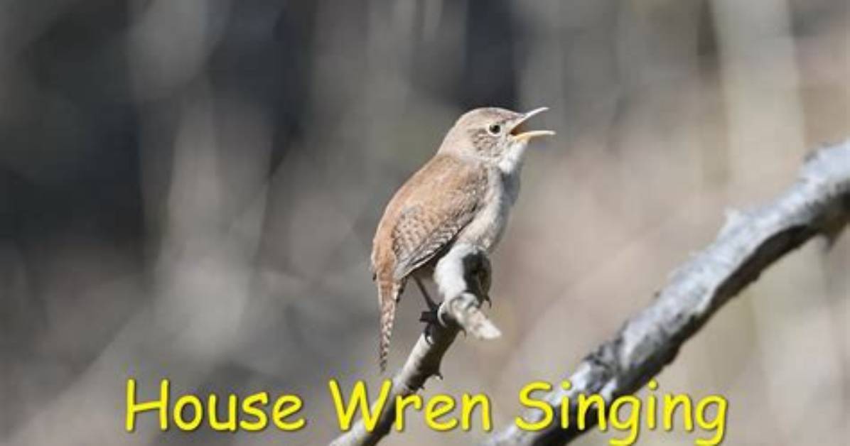 How Does a Wren Sound?