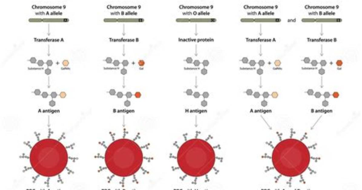 How Does Abo Blood Work