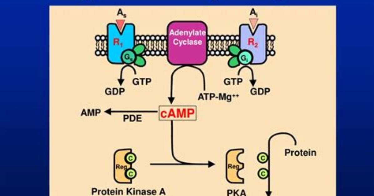 How Does Adenylate Cyclase Work?