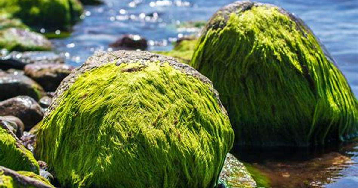 How Does Algae Adapt to Its Environment