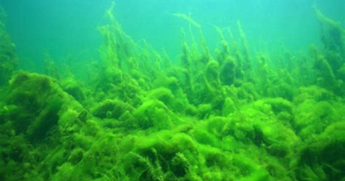 How Does Algae Eat - Lisbd-Net. Com