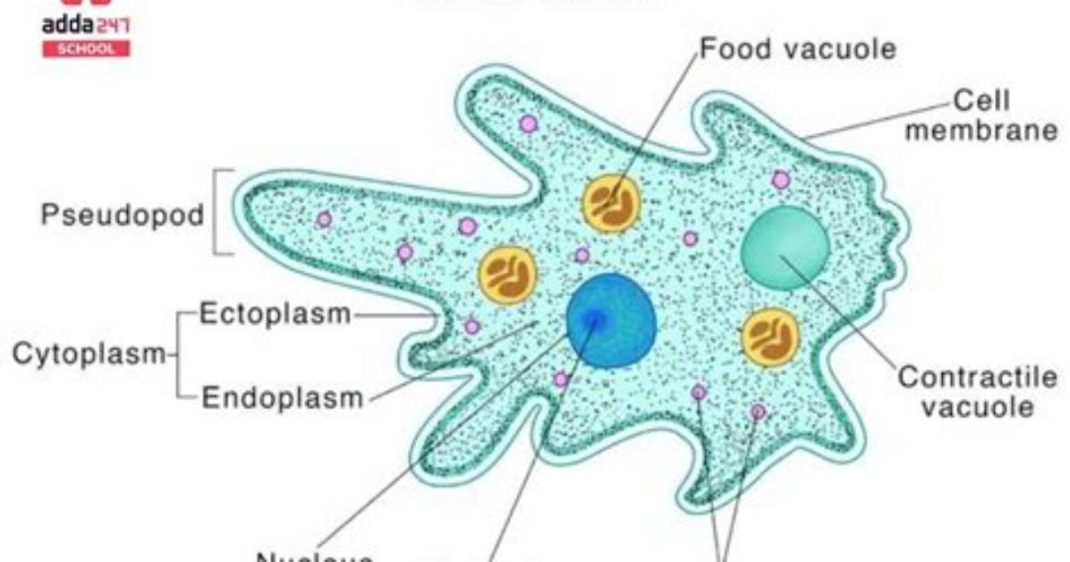 How Does Amoeba Locomote?