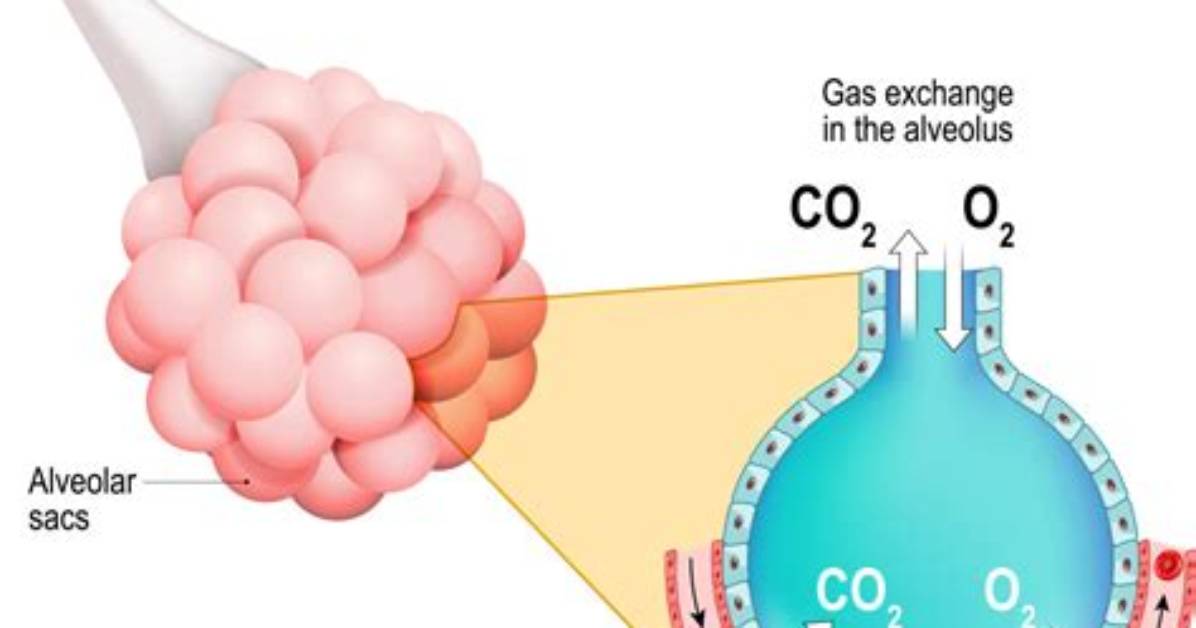 How Does an Alveoli Work