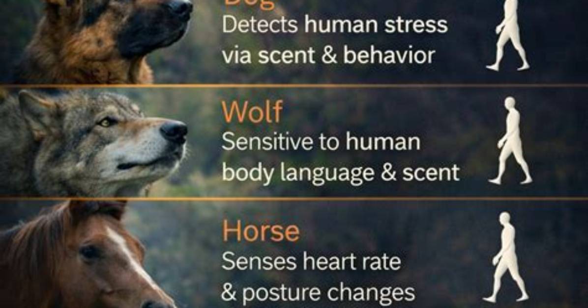 How Does an Animal Detect Changes in Its Environment