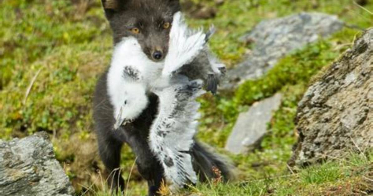 How Does an Arctic Fox Hunt?