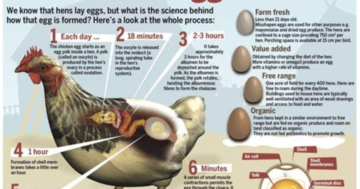 How Does an Egg Farm Work