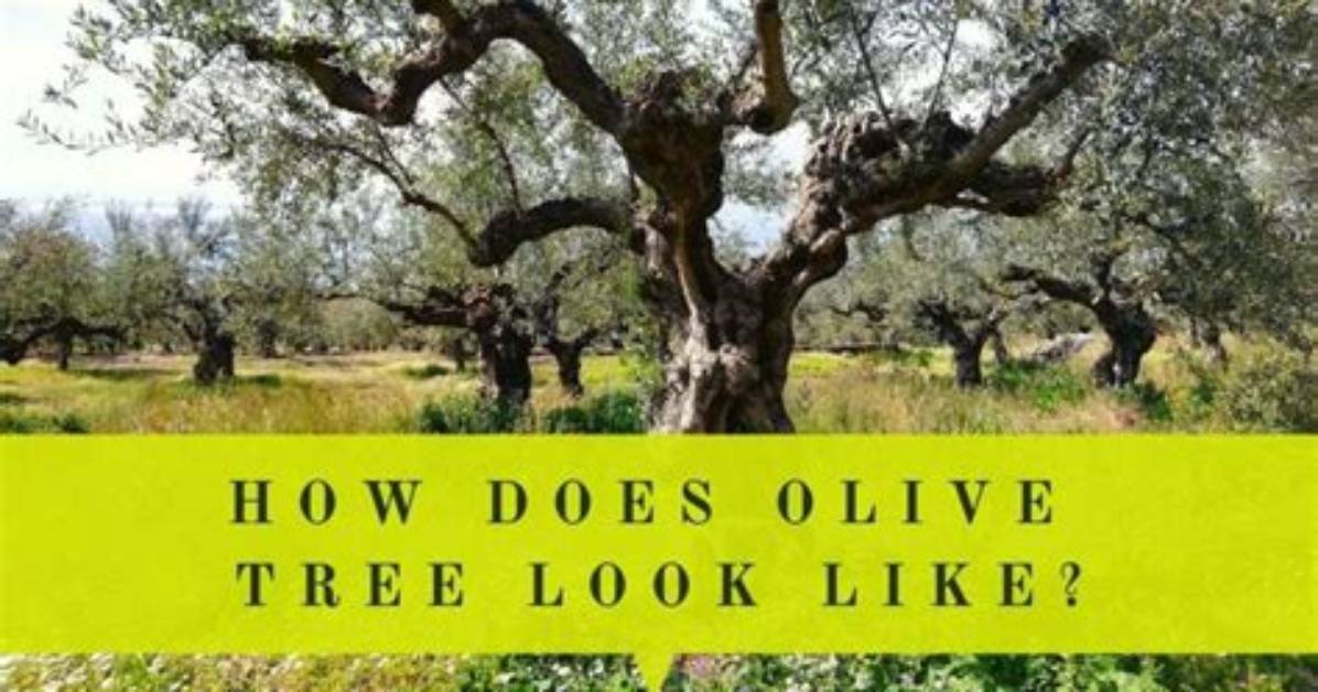 How Does an Olive Tree Look Like