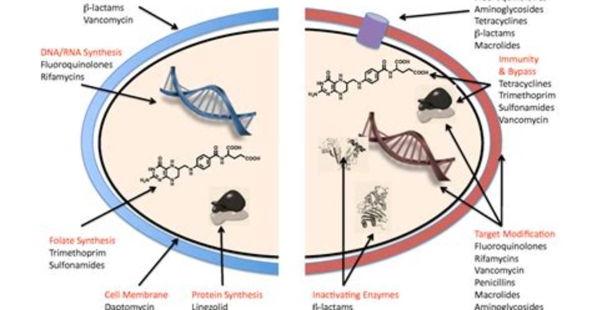 How Does Antibiotic Work?