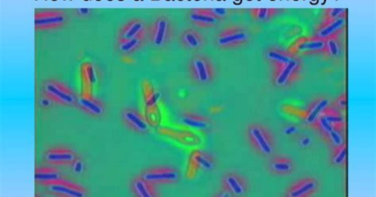 How Does Bacteria Get Energy