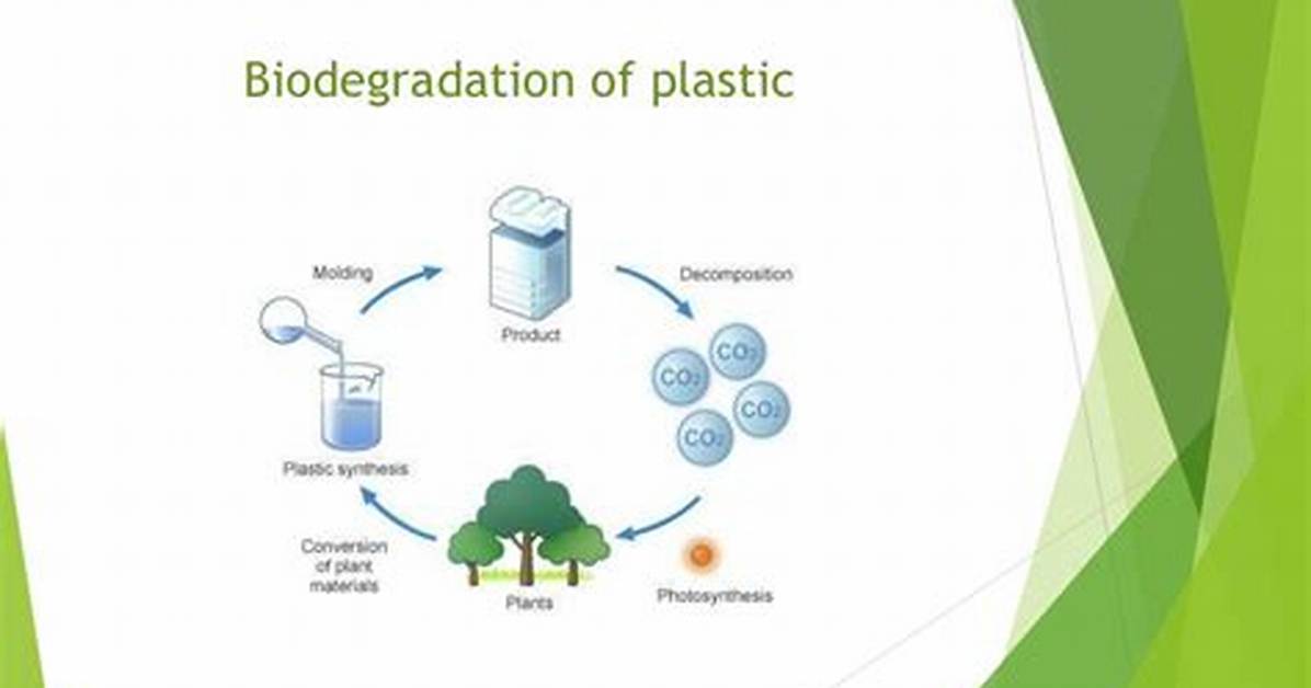How Does Biodegradation Work?