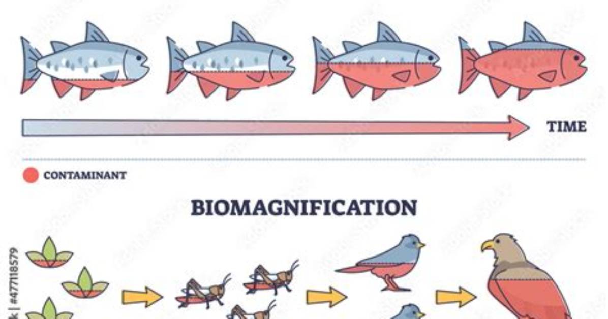 How Does Biomagnification Work - Lisbd-Net. Com