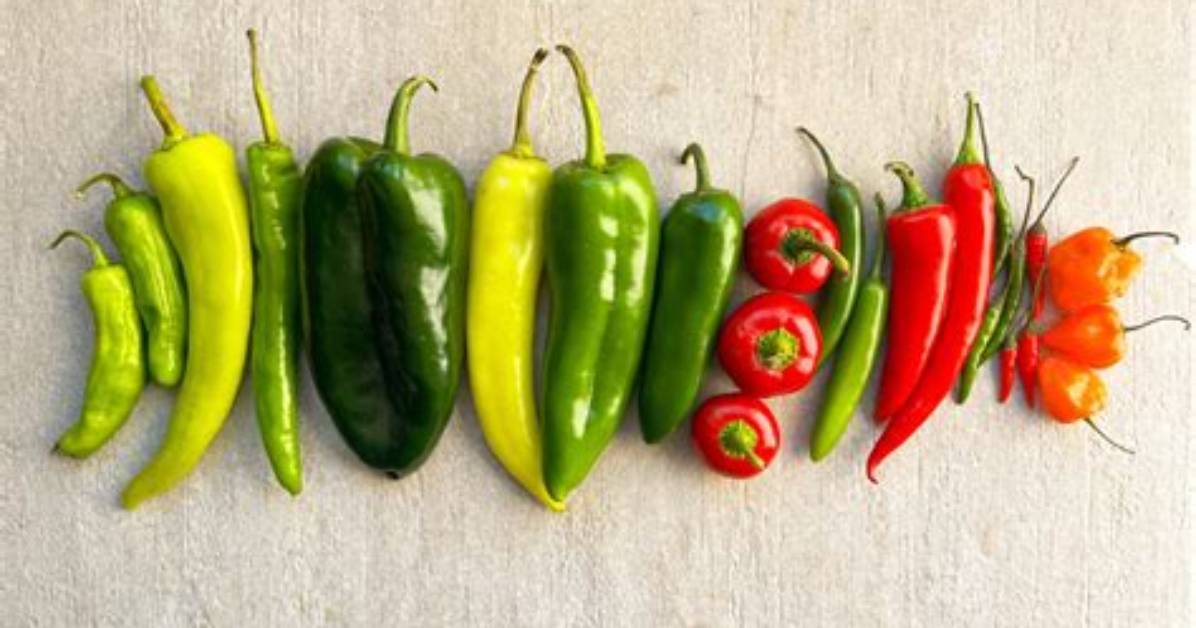 How Does Bird Pepper Look Like