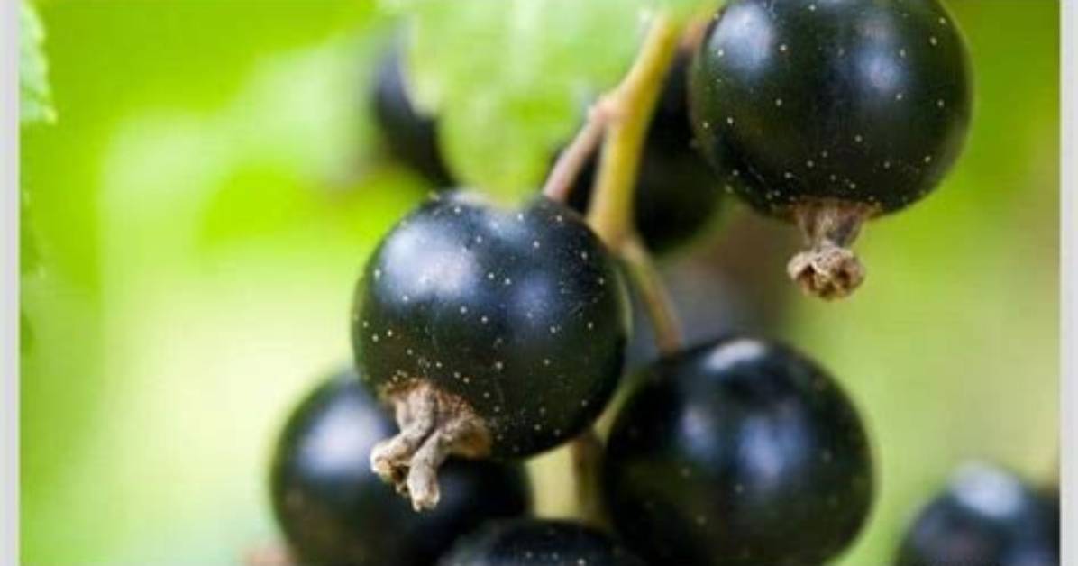 How Does Black Currant Taste Like?