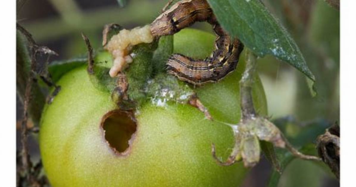 How Does Bollworm Work?