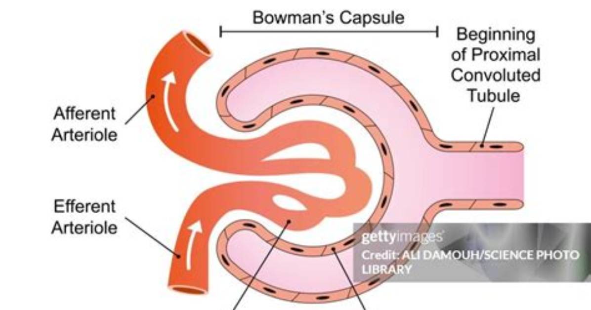 How Does Bowman Die?