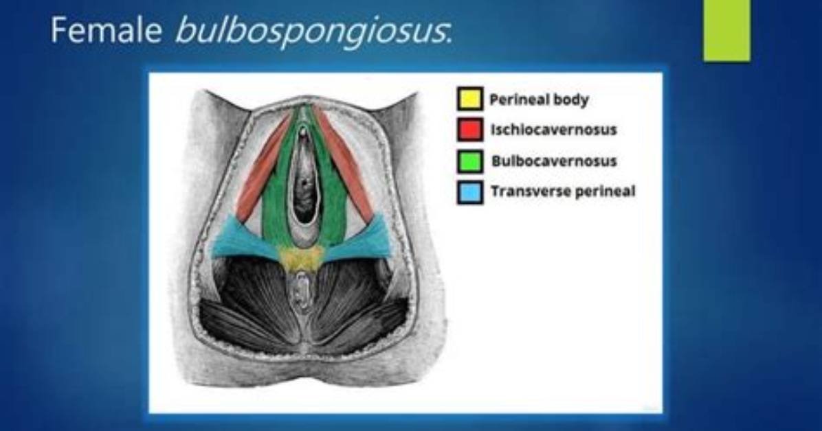 How Does Bulbospongiosus Work?