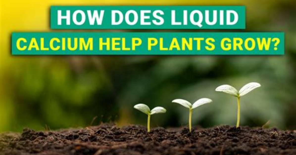 How Does Calcium Help Soil