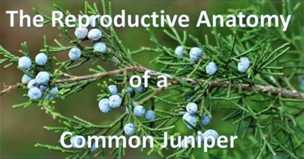 How Does Cedar Reproduce?