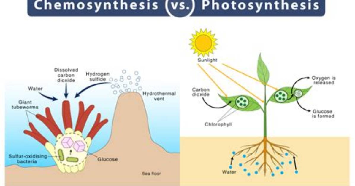 How Does Chemosynthesis Work - Lisbd-Net. Com