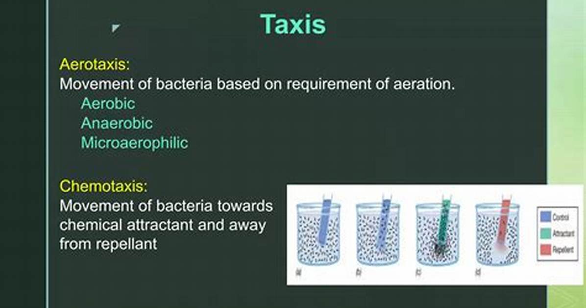 How Does Chemotaxis Differ from Aerotaxis?