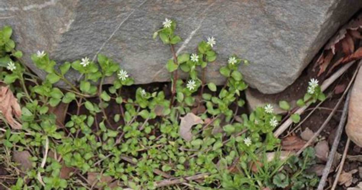 How Does Chickweed Grow