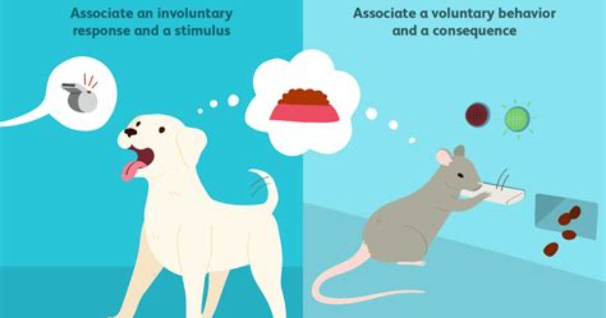 How Does Classical Conditioning Differ from Operant Conditioning
