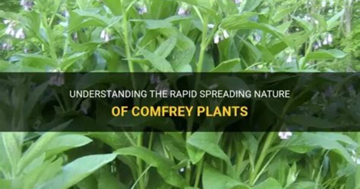 How Does Comfrey Spread