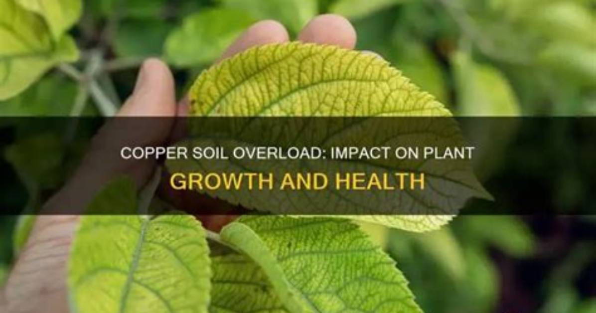 How Does Copper Affect Soil