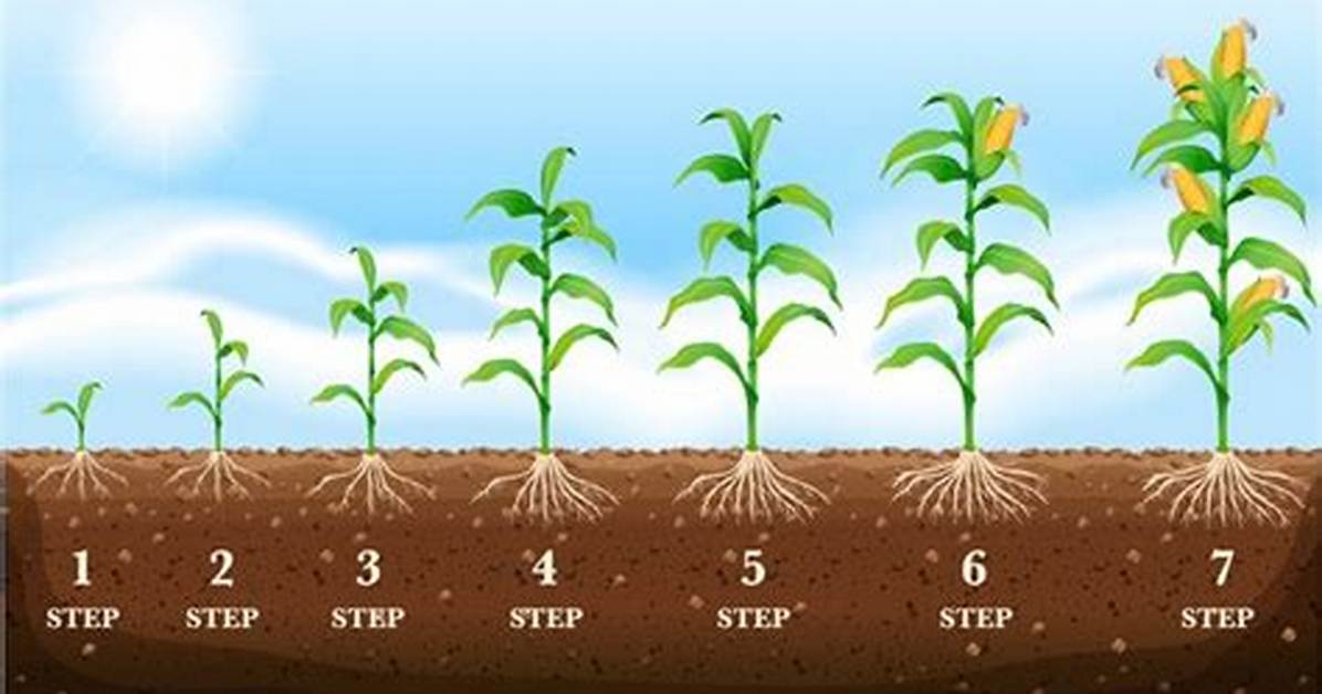 How Does Corn Grow