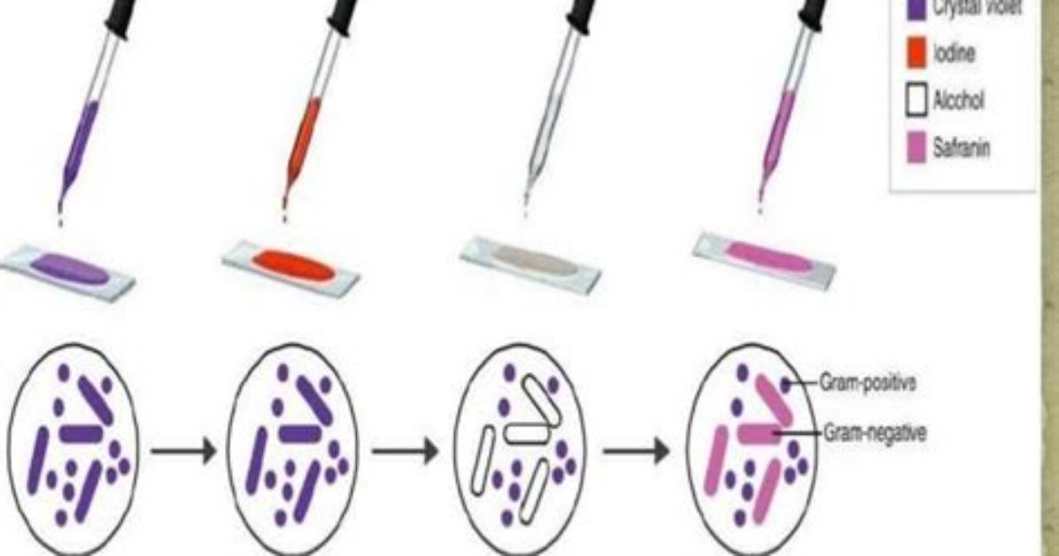 How Does Counterstain Stain Work?