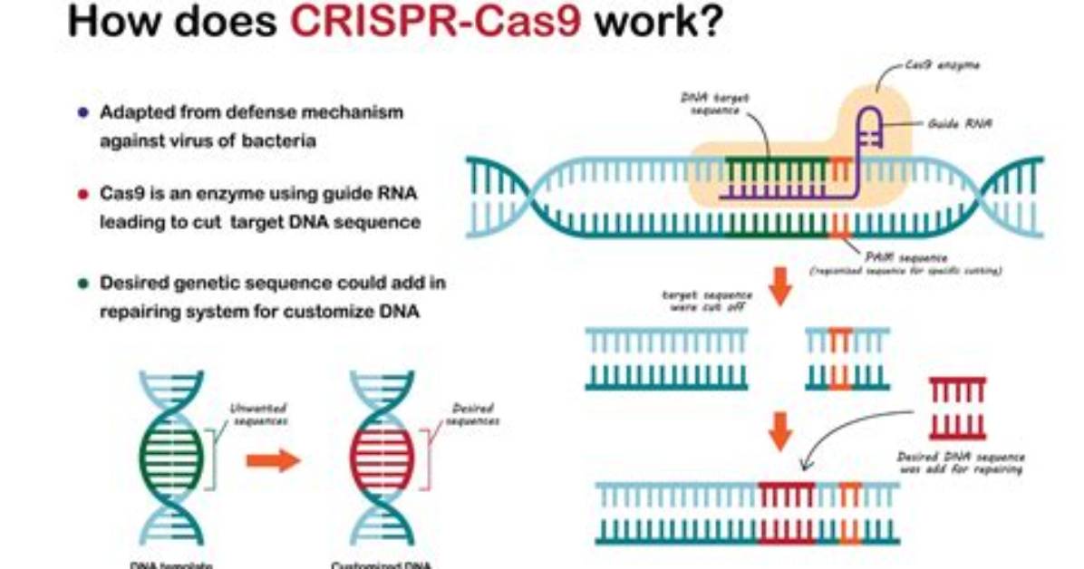 How Does Crispr-Cas9 Work in Humans?
