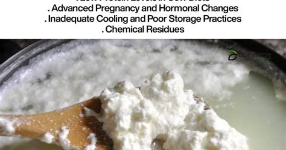 How Does Curdled Milk Taste?