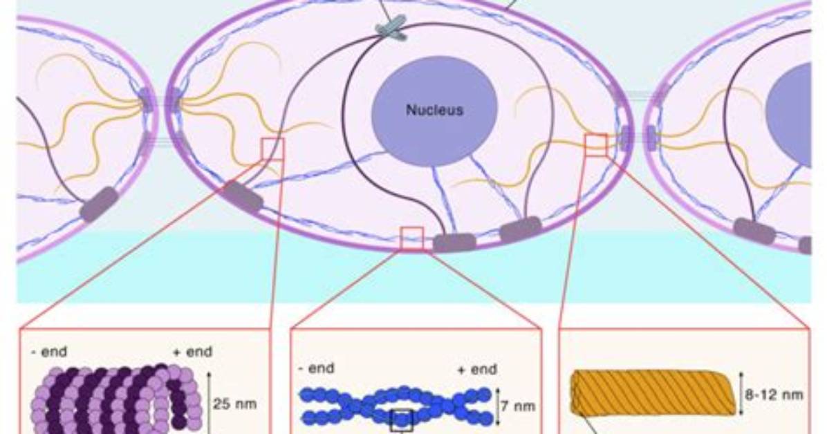 How Does Cytoskeleton Work