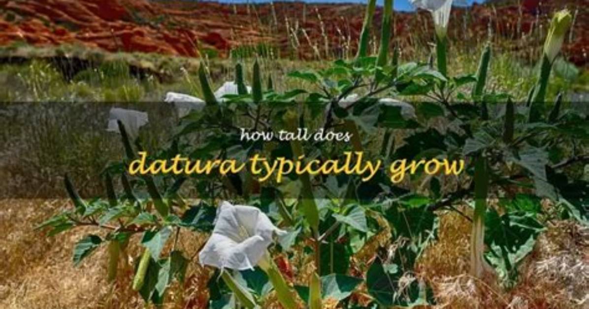 How Does Datura Grow? | Contextresponse. Com
