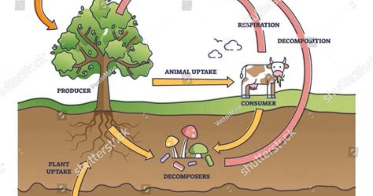 How Does Deforestation Affect Biogeochemical Cycles