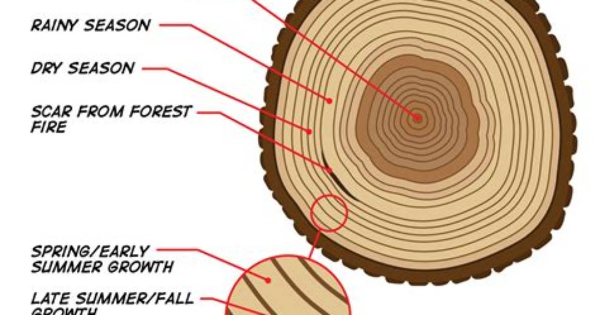 How Does Dendrochronology Show Climate Change?