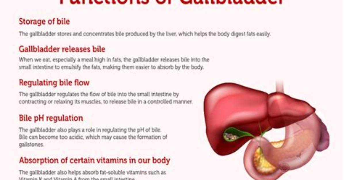 How Does Digestive System Work Without Gallbladder