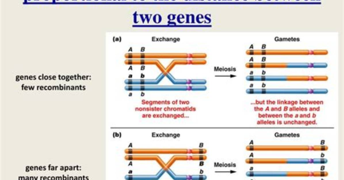 How Does Distance Between Two Genes Affect Crossover Frequencies