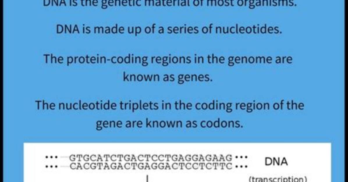 How Does Dna Code for Proteins in a Cell Quizlet