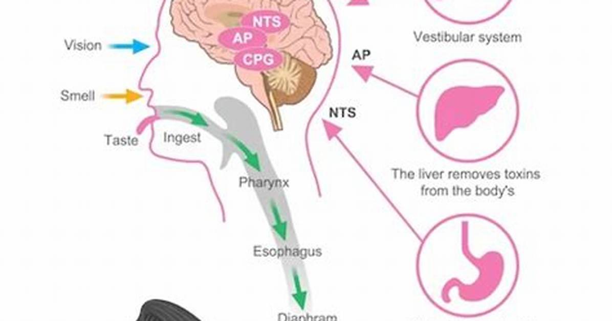 How Does Dopamine Cause Vomiting