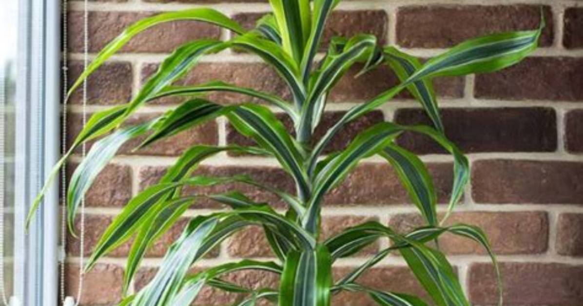 How Does Dracaena Grow